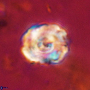Perchnielsenella stradneri VR 22852