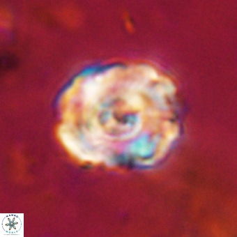 Perchnielsenella stradneri VR 22852