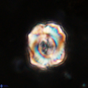 Perchnielsenella stradneri VR 22853