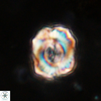 Perchnielsenella stradneri VR 22853