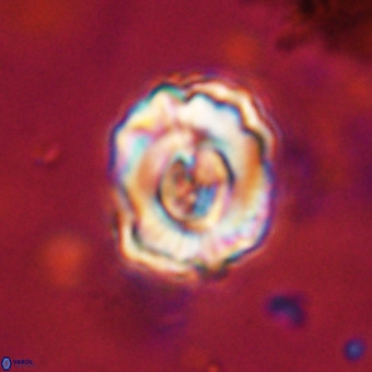 Perchnielsenella stradneri VR 22854