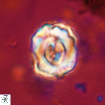 Perchnielsenella stradneri VR 22854