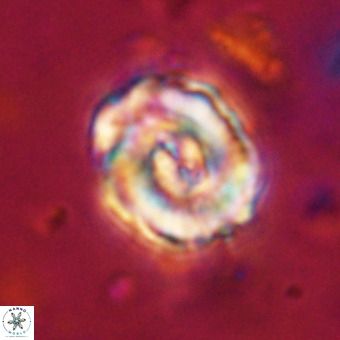 Perchnielsenella stradneri VR 22855