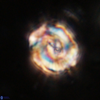 Perchnielsenella stradneri VR 22856