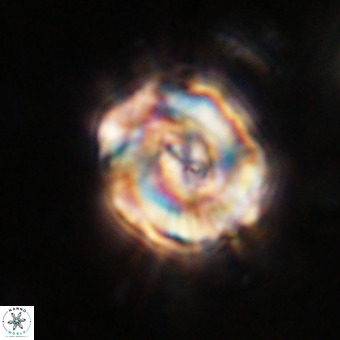 Perchnielsenella stradneri VR 22856
