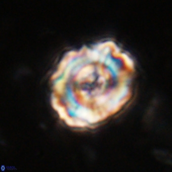 Perchnielsenella stradneri VR 22857