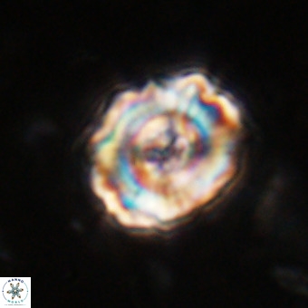Perchnielsenella stradneri VR 22857