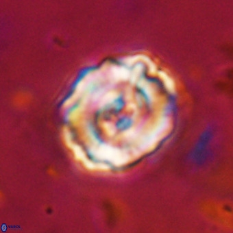 Perchnielsenella stradneri VR 22858
