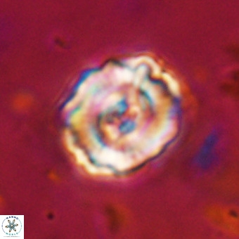 Perchnielsenella stradneri VR 22858