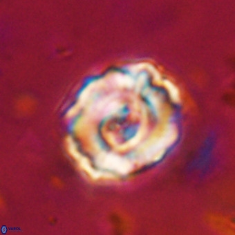 Perchnielsenella stradneri VR 22859