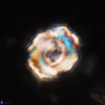 Perchnielsenella stradneri VR 22860