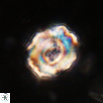 Perchnielsenella stradneri VR 22860