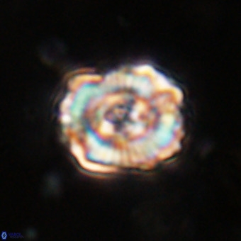Perchnielsenella stradneri VR 22861