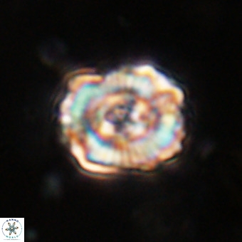 Perchnielsenella stradneri VR 22861
