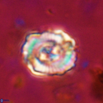 Perchnielsenella stradneri VR 22862