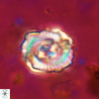 Perchnielsenella stradneri VR 22862