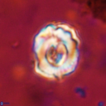Perchnielsenella stradneri VR 22863