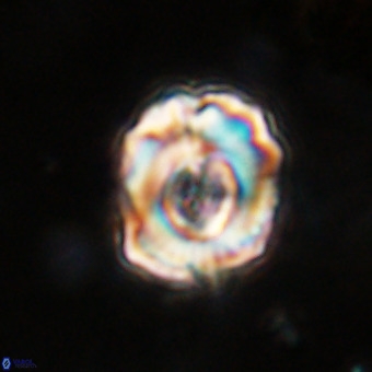 Perchnielsenella stradneri VR 22864