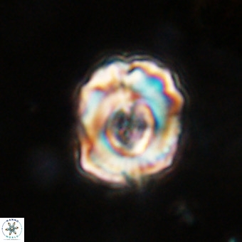 Perchnielsenella stradneri VR 22864