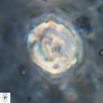 Perchnielsenella stradneri VR 22866