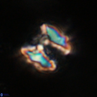Perchnielsenella stradneri VR 22832