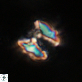 Perchnielsenella stradneri VR 22832