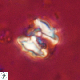 Perchnielsenella stradneri VR 22833