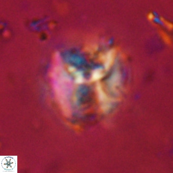 Perchnielsenella stradneri VR 22834