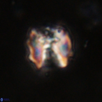 Perchnielsenella stradneri VR 22835