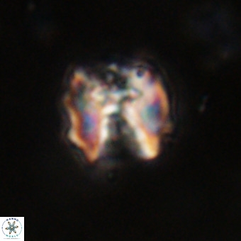 Perchnielsenella stradneri VR 22835