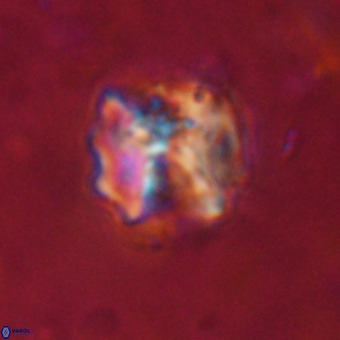 Perchnielsenella stradneri VR 22836