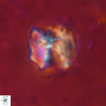 Perchnielsenella stradneri VR 22836