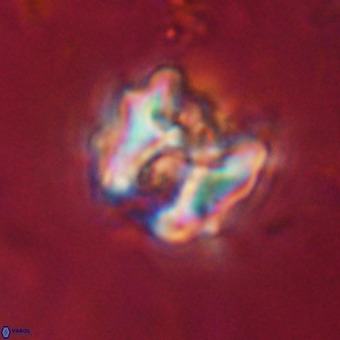 Perchnielsenella stradneri VR 22837