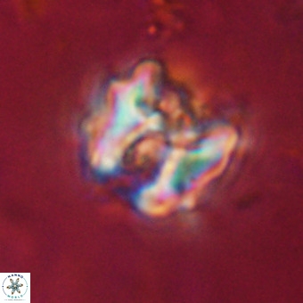 Perchnielsenella stradneri VR 22837