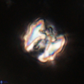 Perchnielsenella stradneri VR 22838
