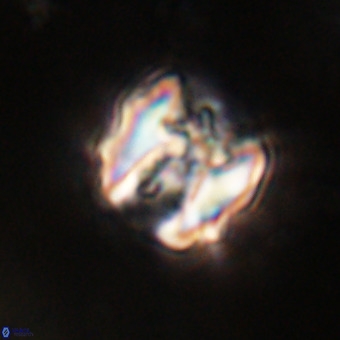 Perchnielsenella stradneri VR 22839