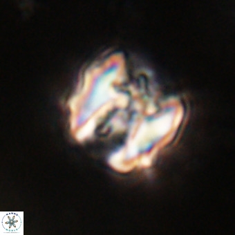 Perchnielsenella stradneri VR 22839