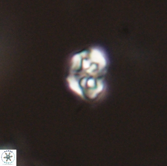 Perideraiolithos seherae 59084