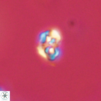 Perideraiolithos seherae 59085