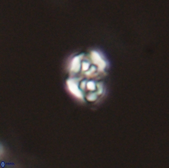 Perideraiolithos seherae 59087