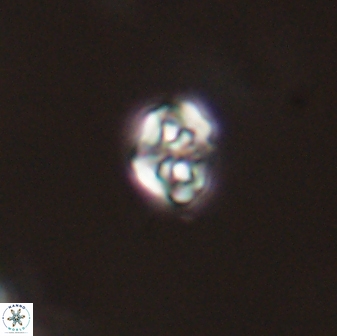 Perideraiolithos seherae 59087