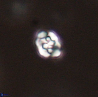 Perideraiolithos seherae 59088