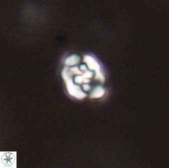 Perideraiolithos seherae 59088