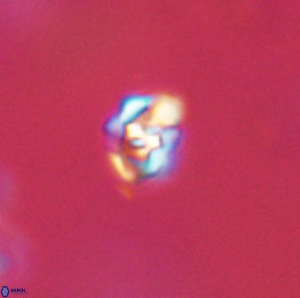 Perideraiolithos seherae 59090