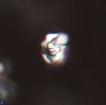 Perideraiolithos seherae 59091