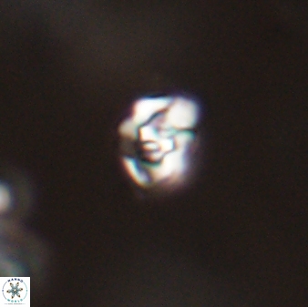 Perideraiolithos seherae 59091