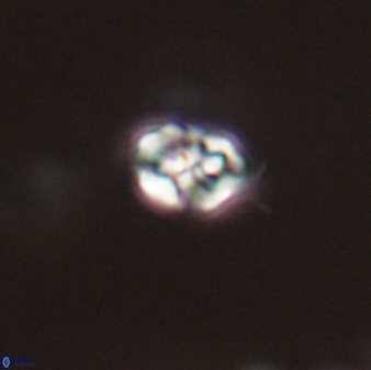 Perideraiolithos seherae 59092