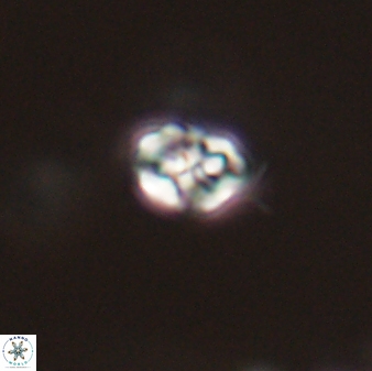 Perideraiolithos seherae 59092