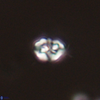 Perideraiolithos seherae 59094