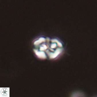 Perideraiolithos seherae 59094